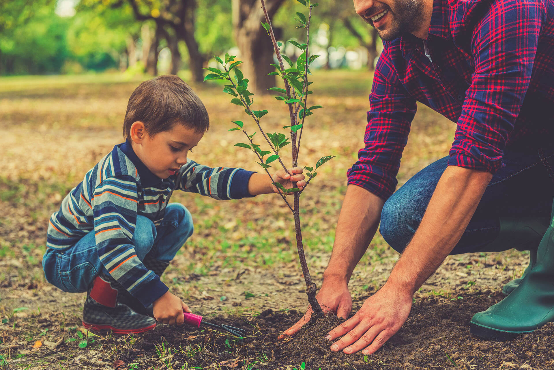 Un enfant plantant un arbuste avec son père
